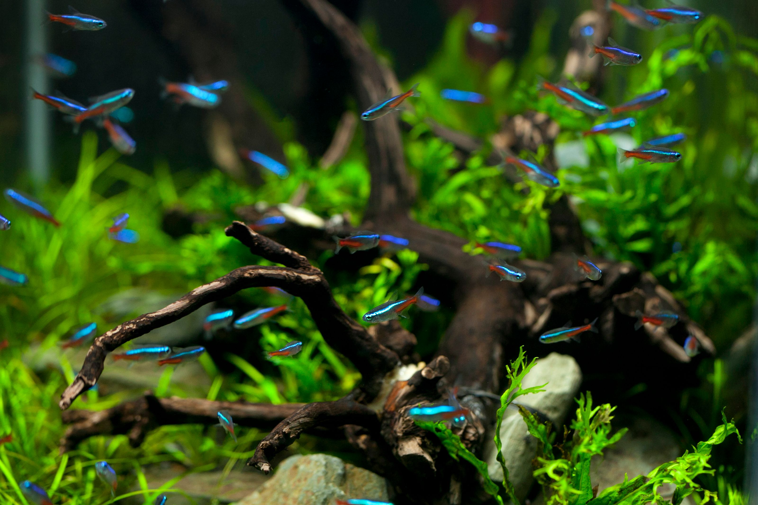 Biotop / Habitat gatunkowy