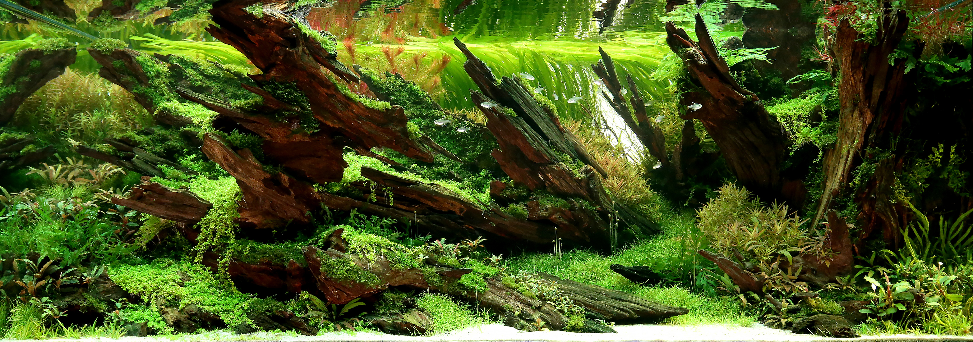 Konkursowy aquascape z drewnem i roślinami