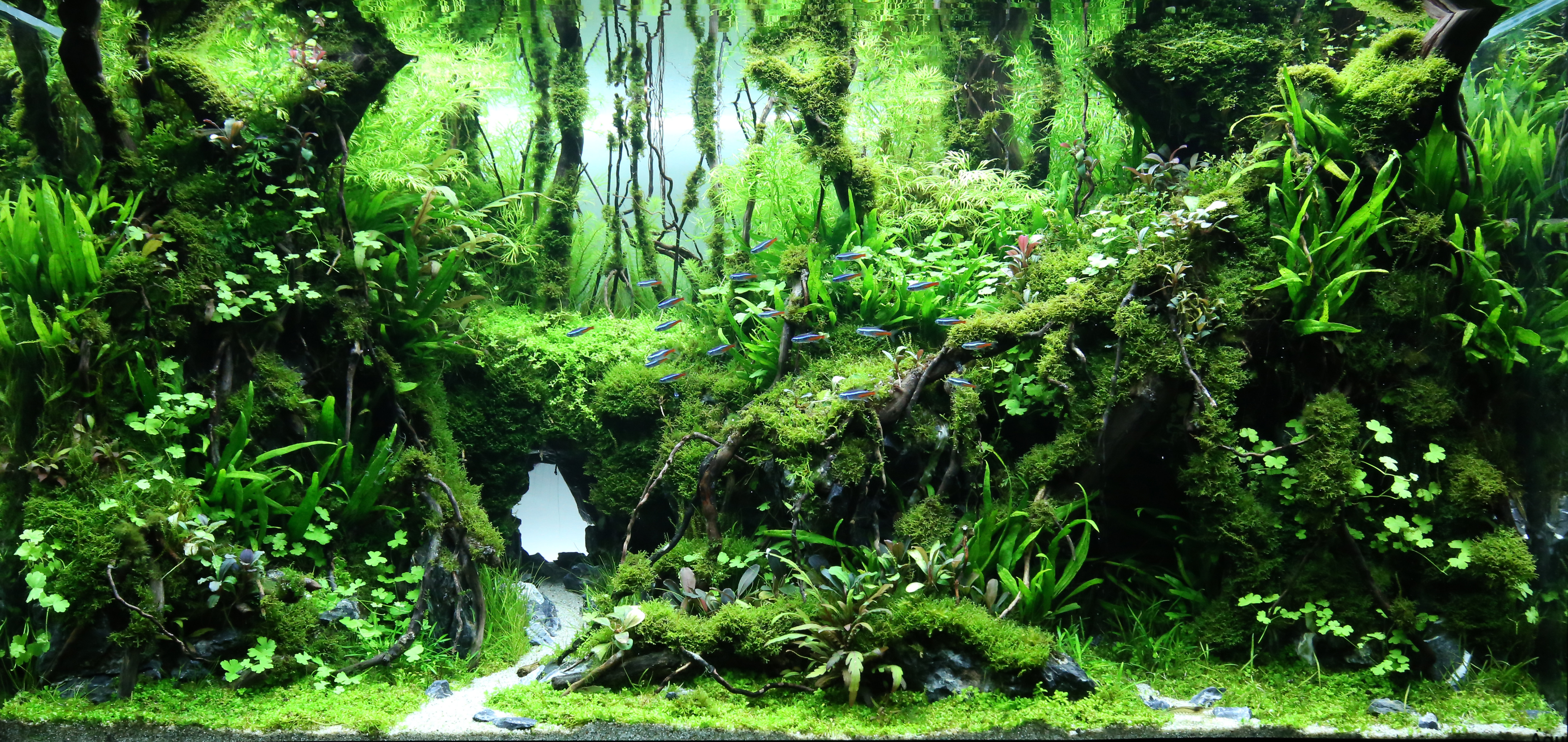 Wieloplanowy leśny aquascape KAPS