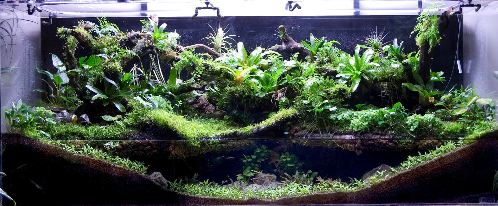 Paludarium / Wabi-Kusa