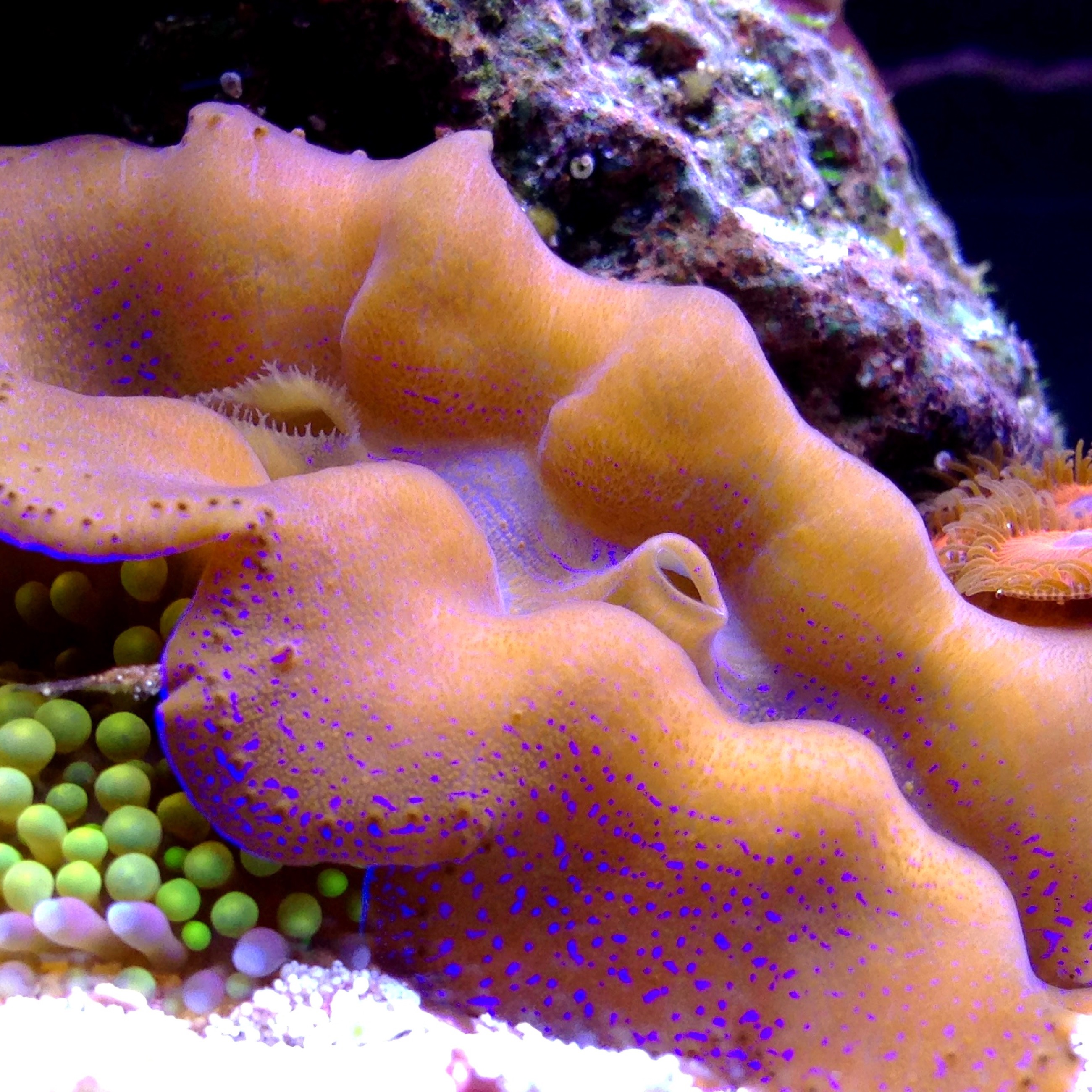 Barwna Tridacna w akwarium rafowym