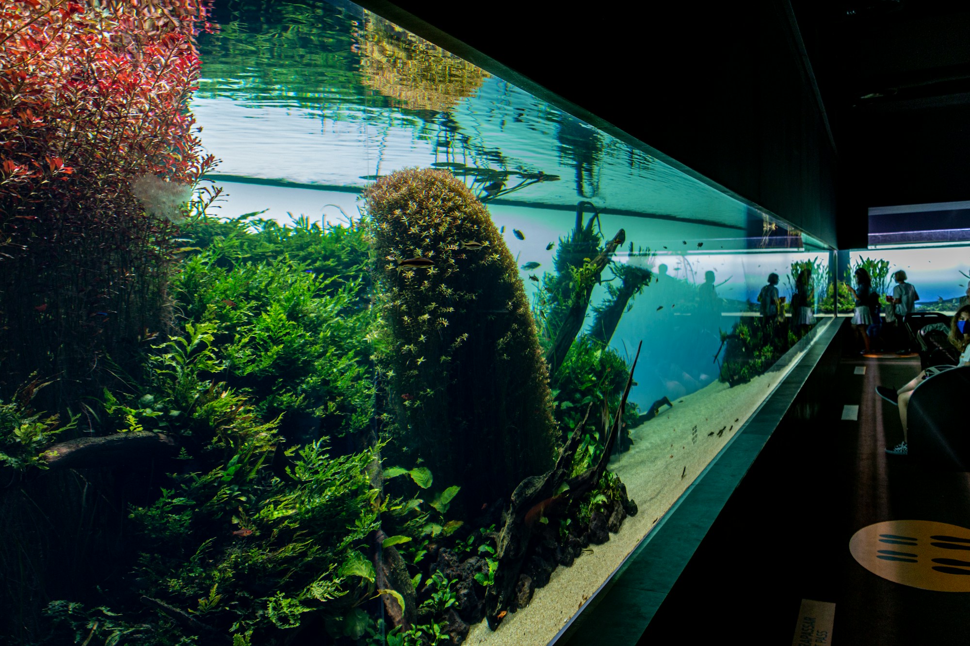 Nature Aquarium