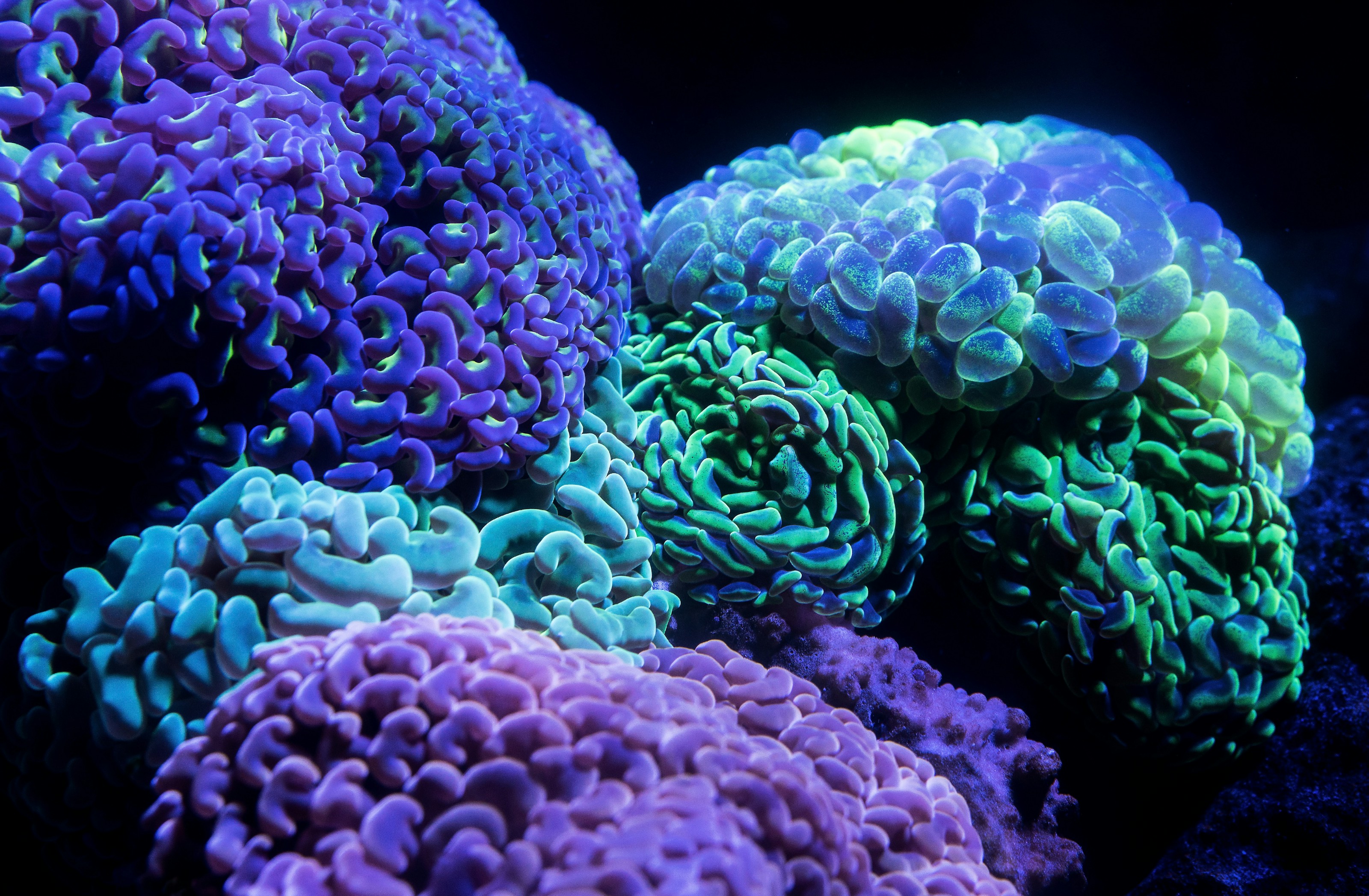 Fluorescencyjne koralowce młotkowe