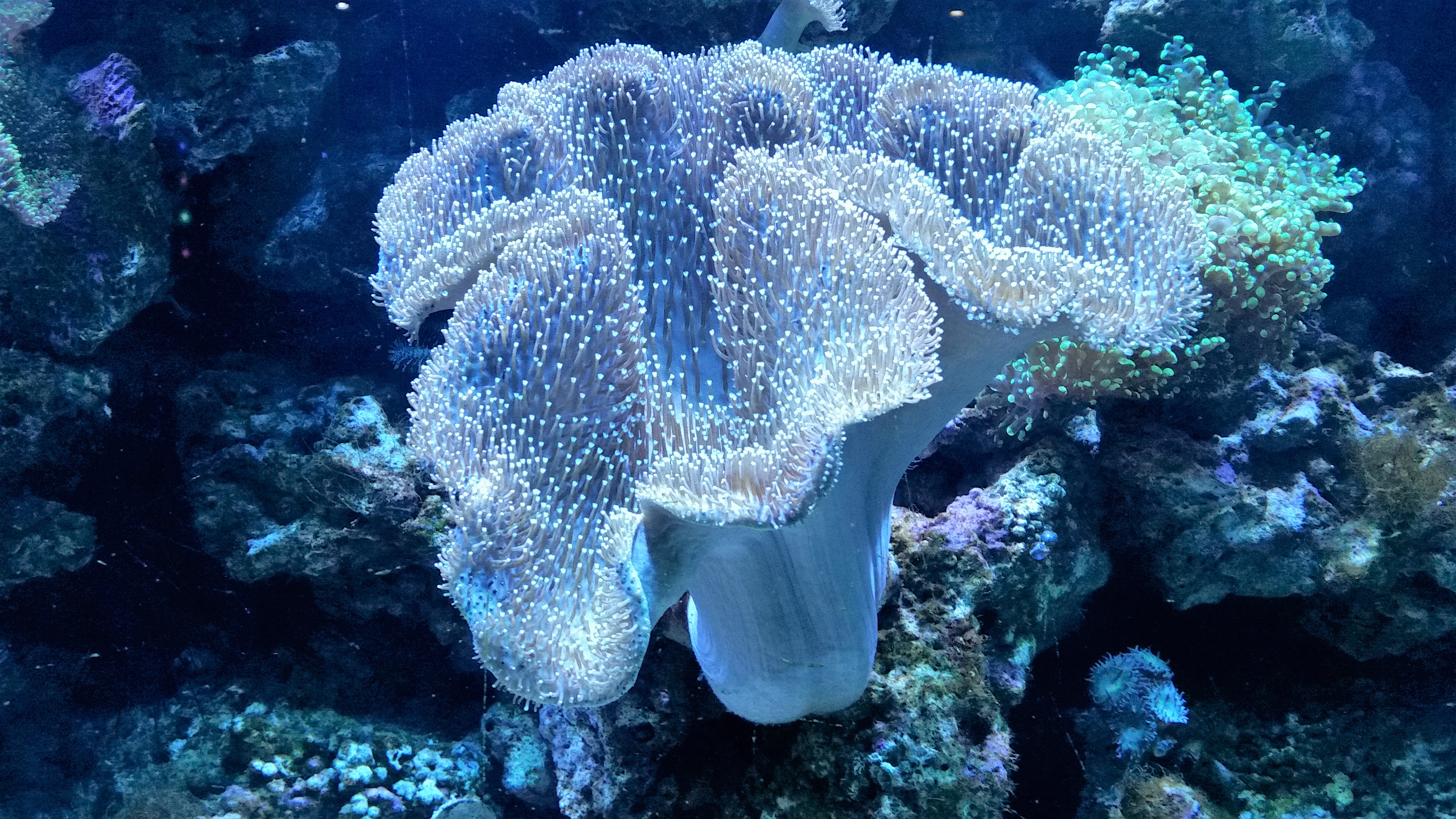 LPS / Euphyllia