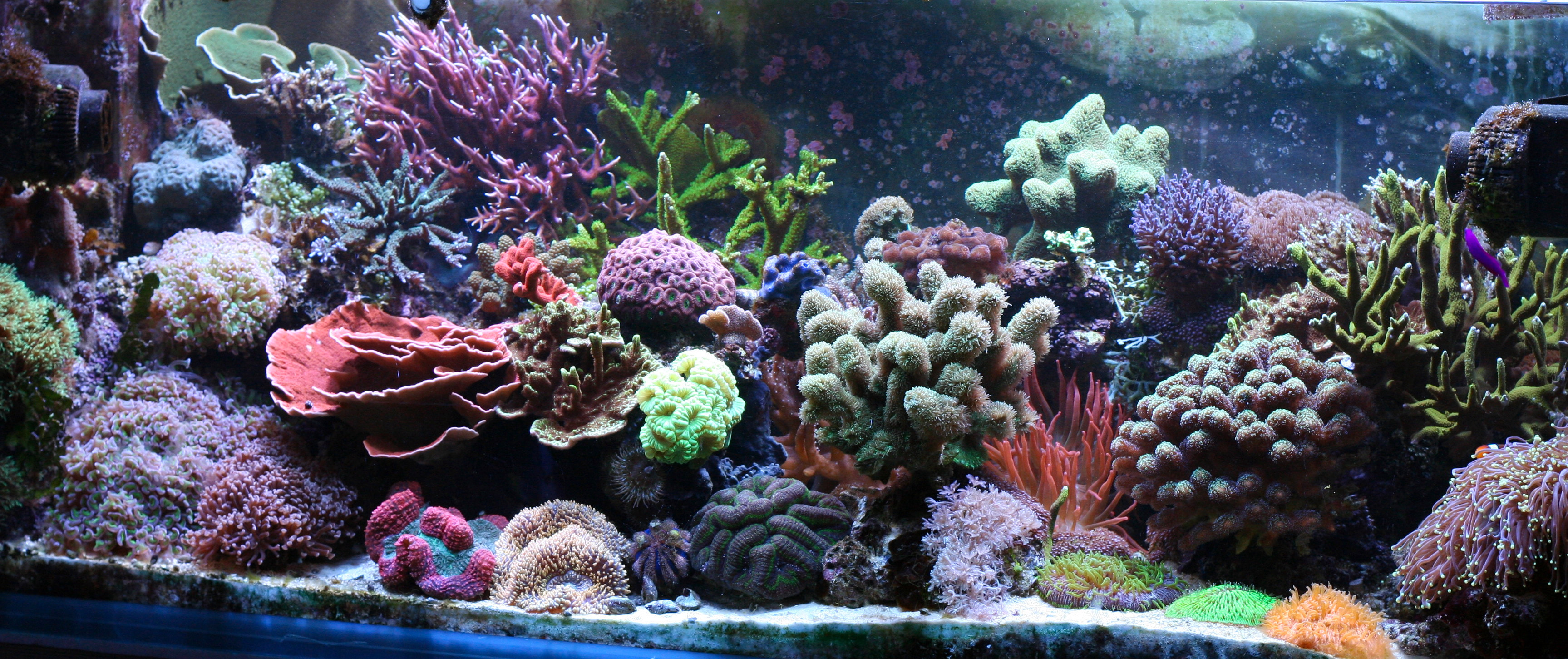 Signature Mixed Reef